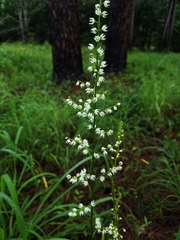 Stenanthium gramineum