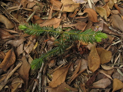 Prumnopitys montana