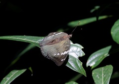 Euthalia omeia