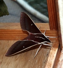 Theretra pallicosta