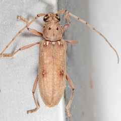 Eburia mutica