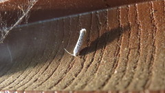 Yponomeuta multipunctella