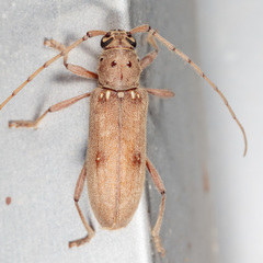 Eburia mutica