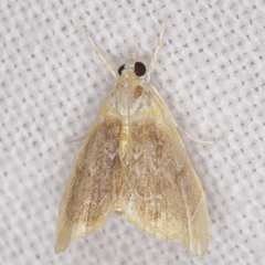 Glaphyria fulminalis