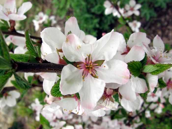 Prunus tomentosa — an easy houseplant, prefers full sun light