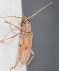 Eburia mutica