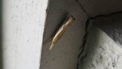 Crambus agitatellus