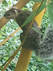 Sciurus variegatoides