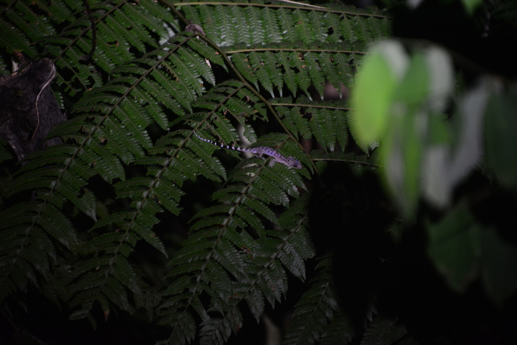 Peninsular Bent-Toed Gecko