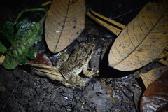 Limnonectes blythii