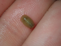 Lekanesphaera rugicauda