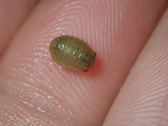 Lekanesphaera rugicauda