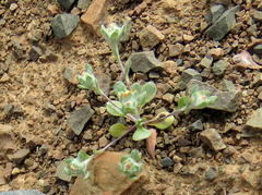 Lasiopogon