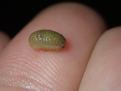 Lekanesphaera rugicauda