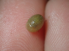 Lekanesphaera rugicauda