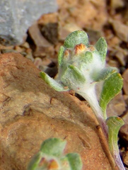 Lasiopogon