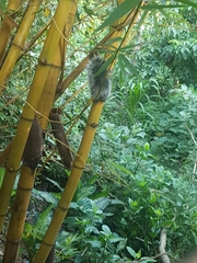 Sciurus variegatoides