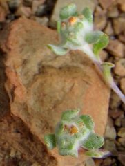 Lasiopogon