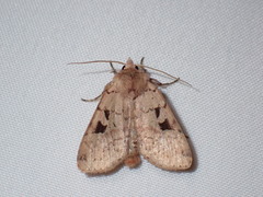 Diarsia esurialis