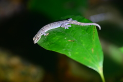 Hemiphyllodactylus typus