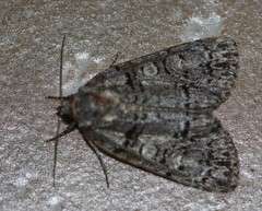 Acronicta tristis