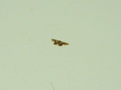 Idaea gemmaria