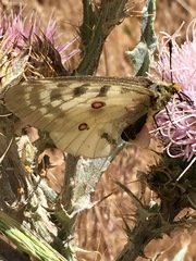 Parnassius clodius menetriesii