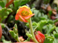 Hermannia cuneifolia