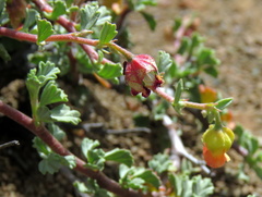 Hermannia cuneifolia
