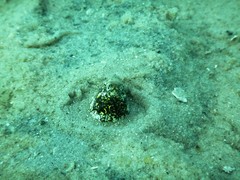 Callechelys marmorata