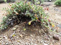 Hermannia cuneifolia