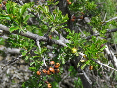 Searsia burchellii