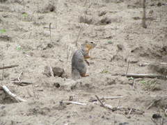 Notocitellus annulatus