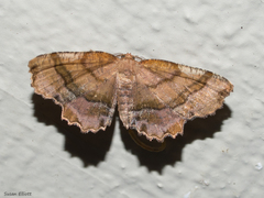 Cepphis armataria
