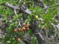 Searsia burchellii