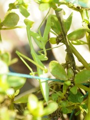 Hierodula membranacea