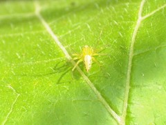 Oxyopes javanus