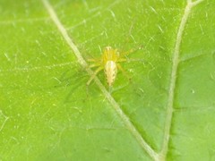 Oxyopes javanus