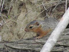 Notocitellus annulatus