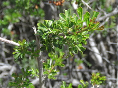 Searsia burchellii