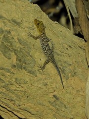 Cnemaspis mysoriensis