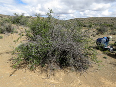 Searsia burchellii