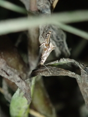 Bucculatrix maritima