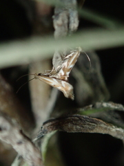 Bucculatrix maritima