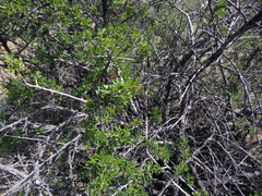 Searsia burchellii