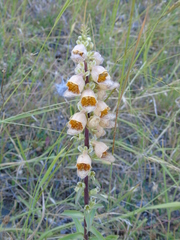 Digitalis ferruginea