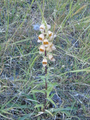 Digitalis ferruginea