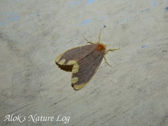 Orvasca subnotata