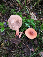 Lactarius tabidus