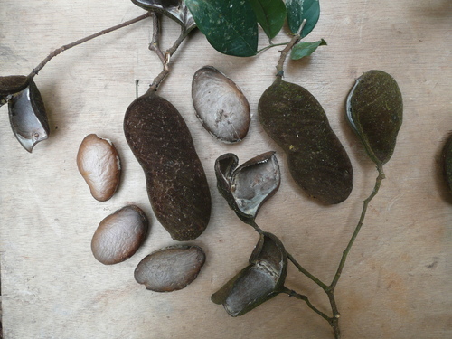 Anthonotha vignei